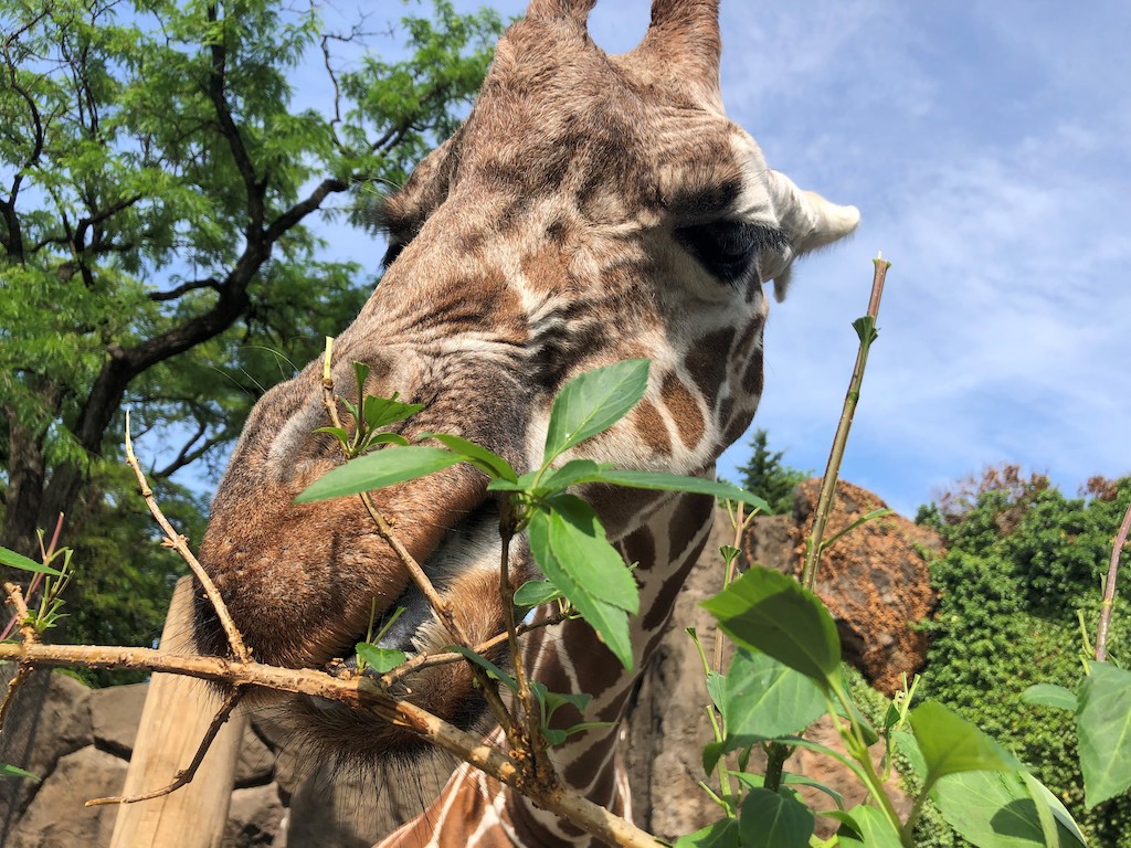 The Giraffe Encounter at the Philadelphia Zoo 