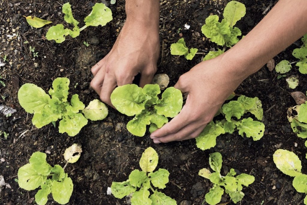 Phoenixville Summer Garden Tour 2025