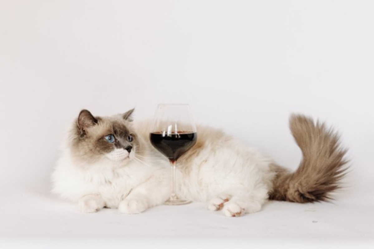 Michele Edington Brings "Pairing Paws" to Ardmore 3 Michele Edington