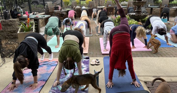 Puppy Yoga at Harvest Seasonal Grill Returns for Summer 2026