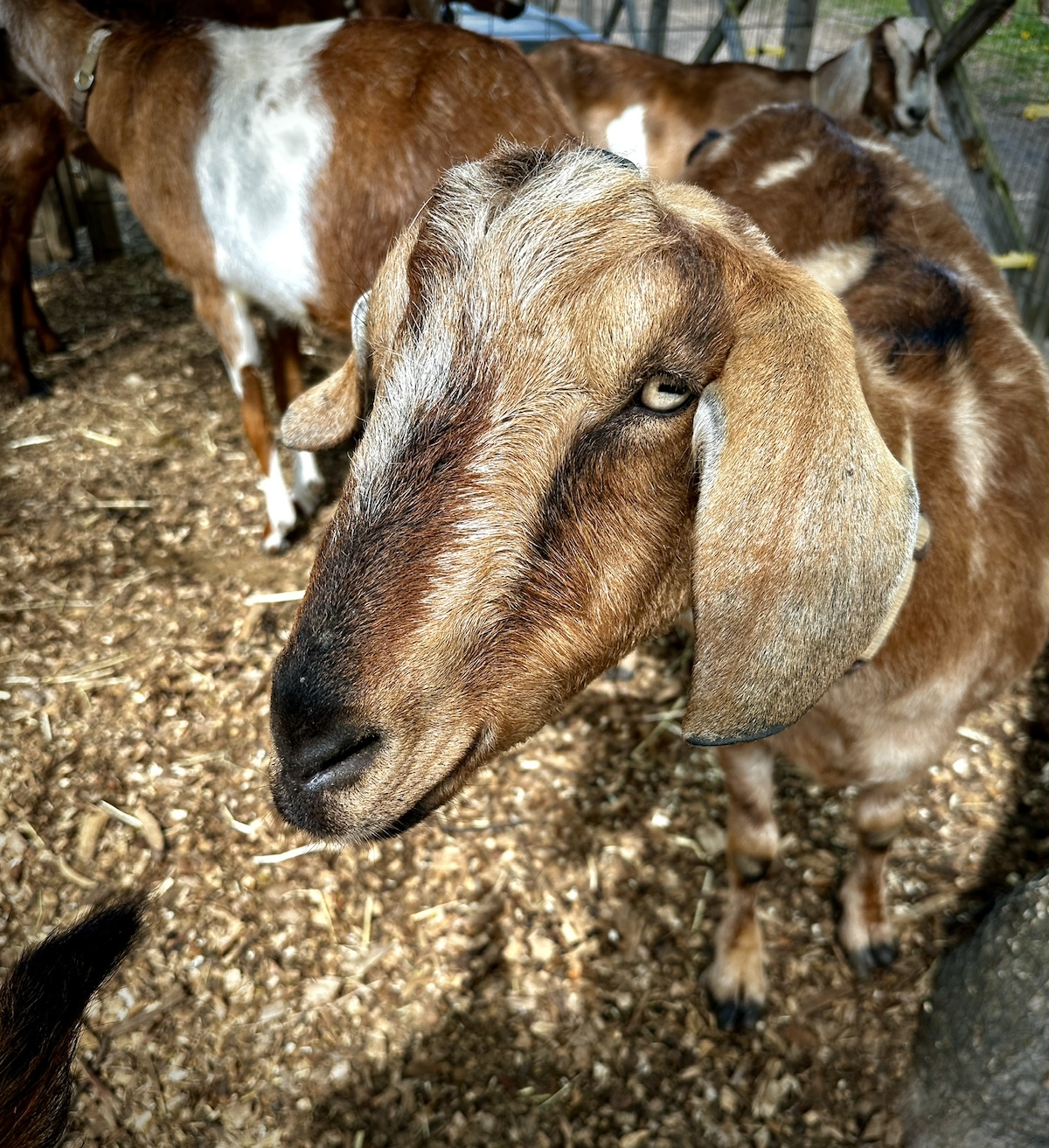 A Gathering of Goats Brings Claire Rosen's Fantastical Feasts Series to Life with the Philly Goat Project at InLiquid 2 a gathering of goats
