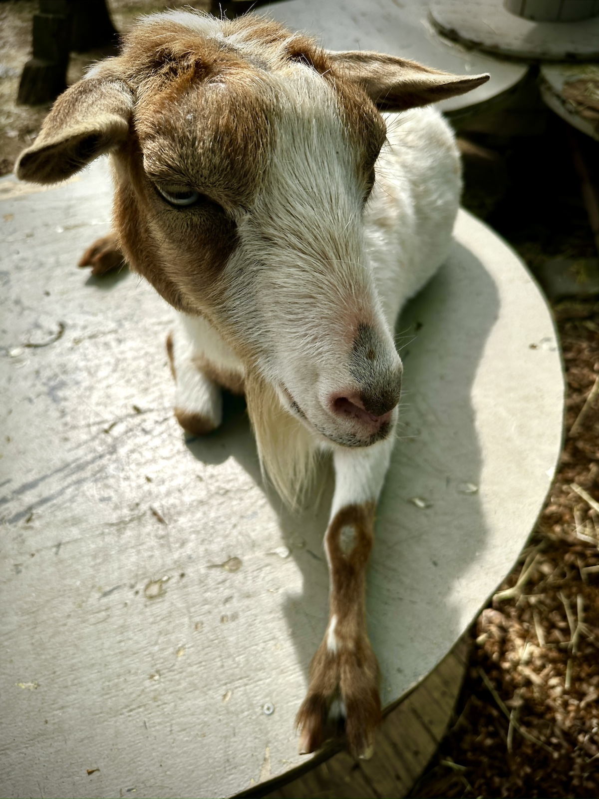 A Gathering of Goats Brings Claire Rosen's Fantastical Feasts Series to Life with the Philly Goat Project at InLiquid 4 a gathering of goats