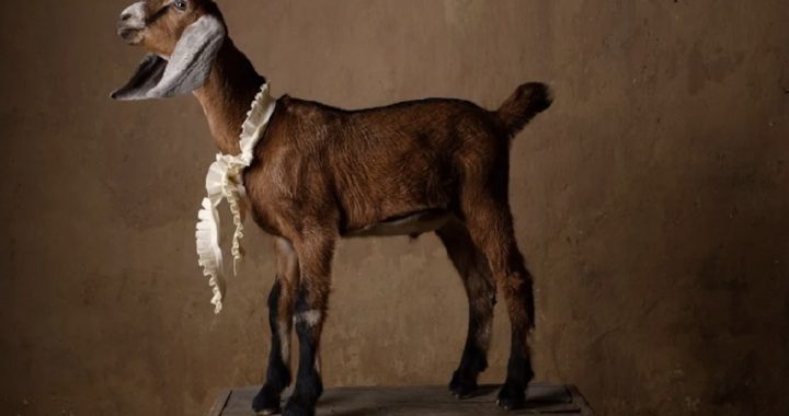 A Gathering of Goats Brings Claire Rosen’s Fantastical Feasts Series to Life with the Philly Goat Project at InLiquid