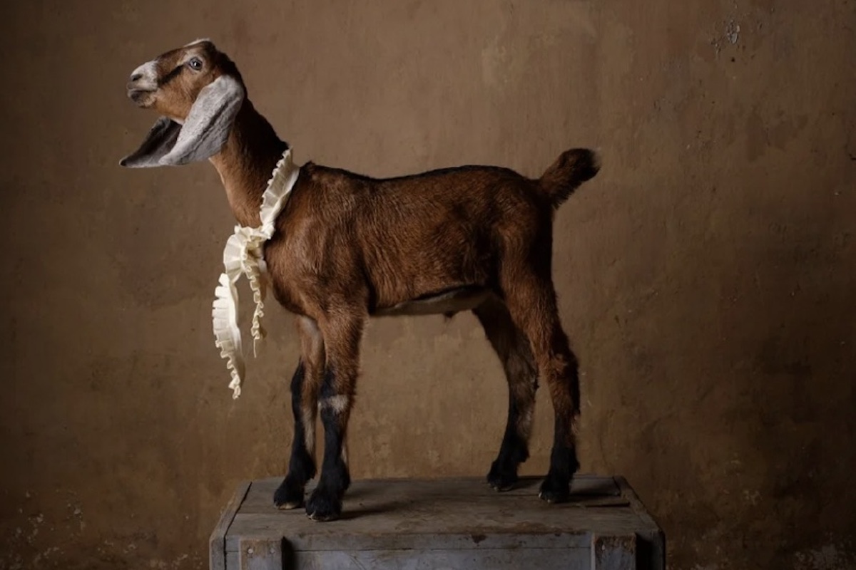 A Gathering of Goats: An Immersive Evening 1 a gathering of goats
