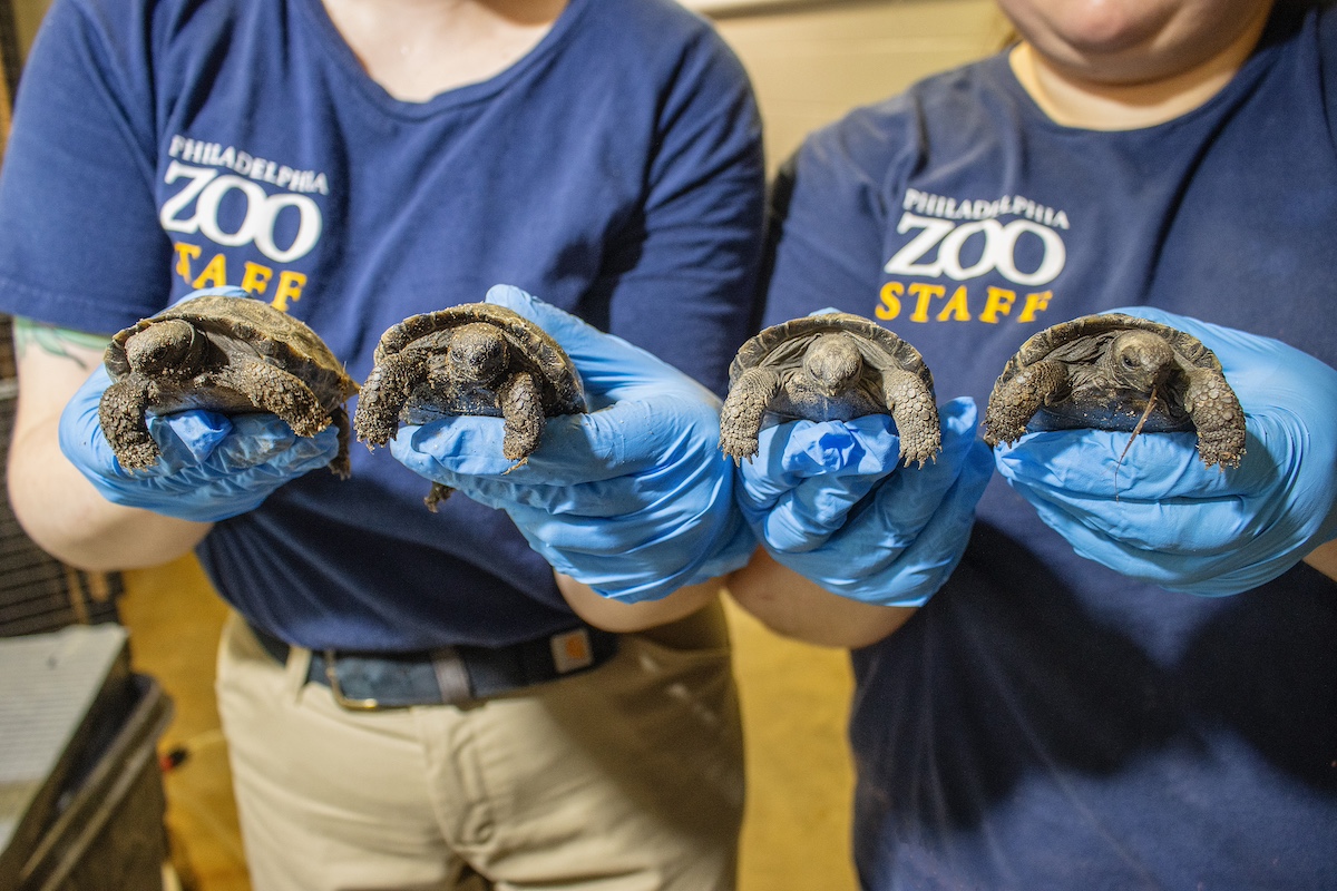 Philadelphia Zoo Launches Remember the Future dosagemagazine.com4