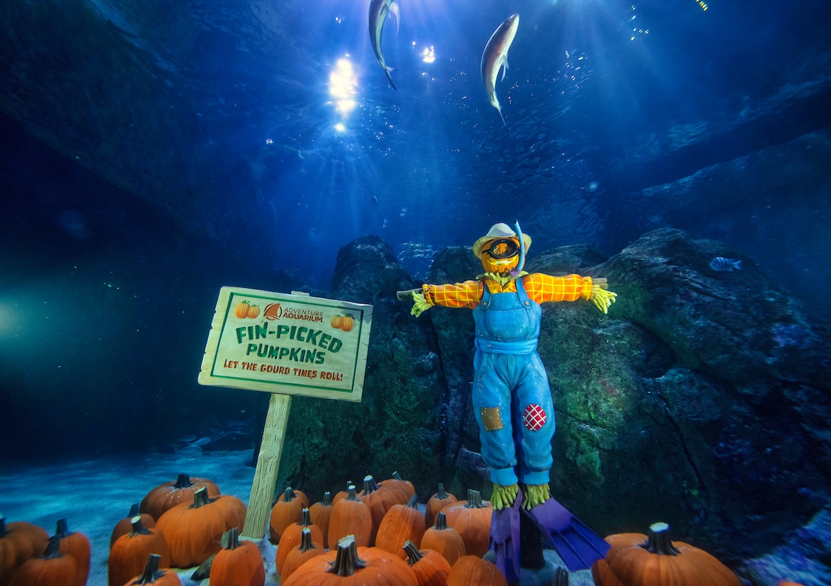 Fintastic Pumpkin Glow 2026 Brings New Glowing Displays to Adventure Aquarium 3 Fintastic Pumpkin Glow 2026