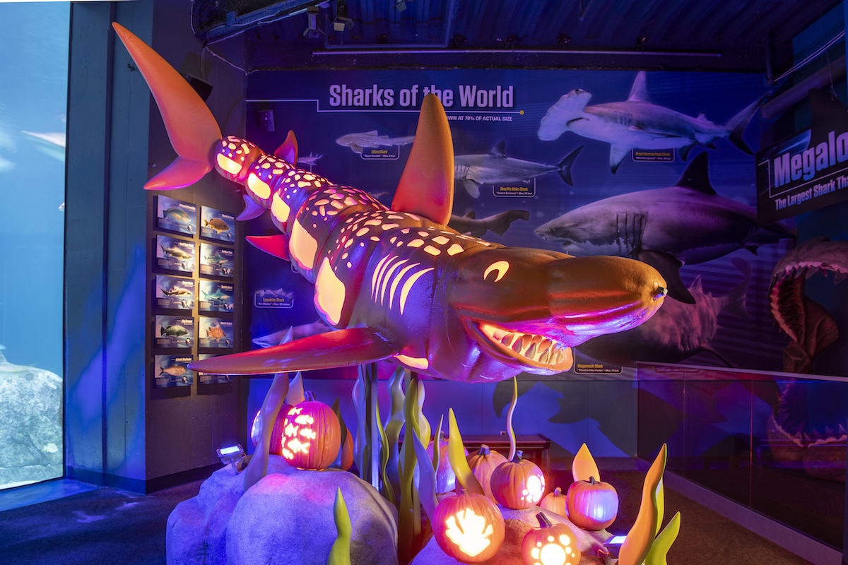 Fintastic Pumpkin Glow 2026 Brings New Glowing Displays to Adventure Aquarium 4 Fintastic Pumpkin Glow 2026