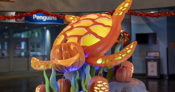 Fintastic Pumpkin Glow 2026 Brings New Glowing Displays to Adventure Aquarium