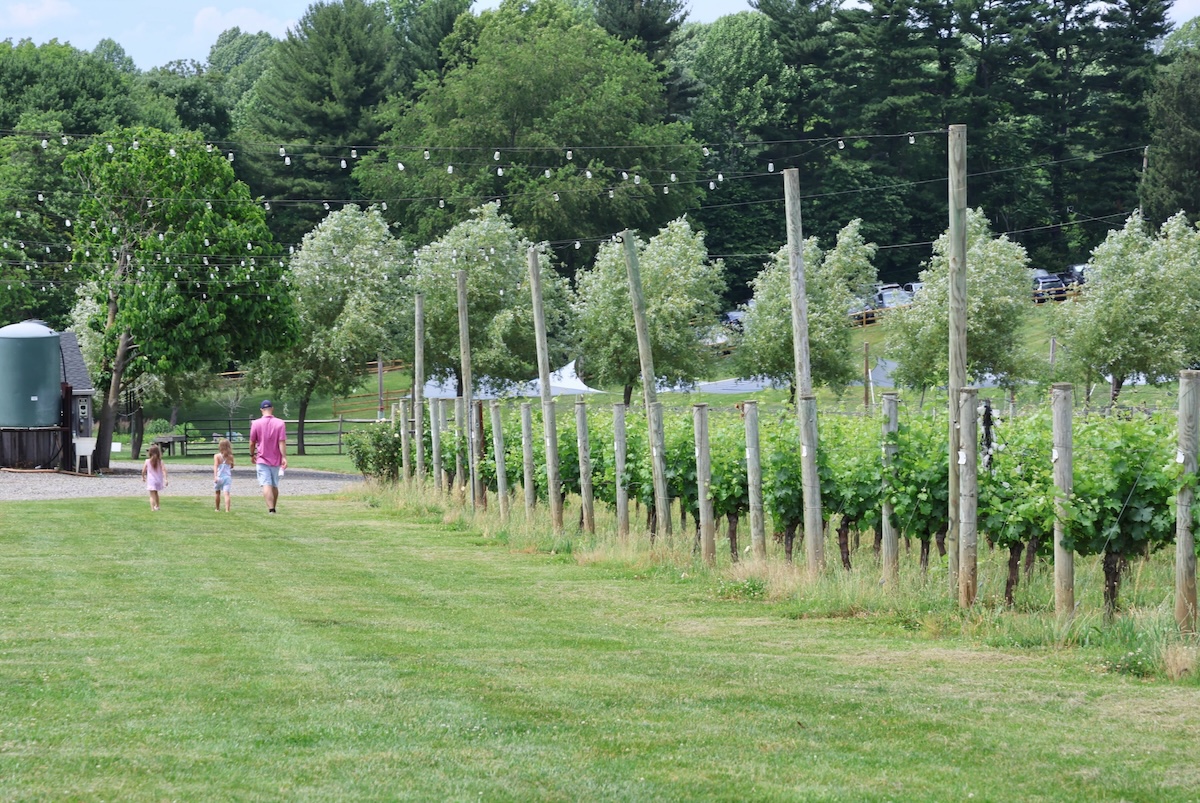 Paws in the Vineyard 2026 at Penns Woods Debuts With $35 Tickets and Shelter Dogs 2 Paws in the Vineyard