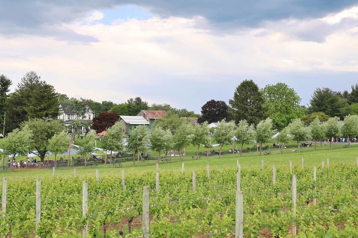 Paws in the Vineyard 2026 at Penns Woods Debuts With $35 Tickets and Shelter Dogs 4 Paws in the Vineyard
