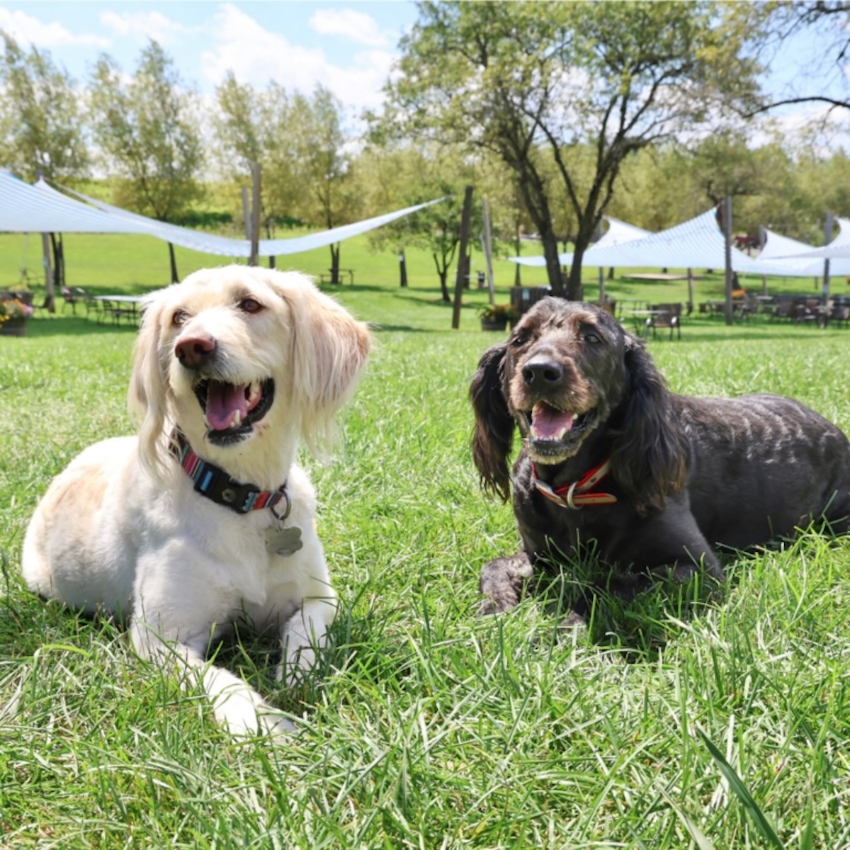 Paws in the Vineyard 2026 at Penns Woods Debuts With $35 Tickets and Shelter Dogs 3 Paws in the Vineyard