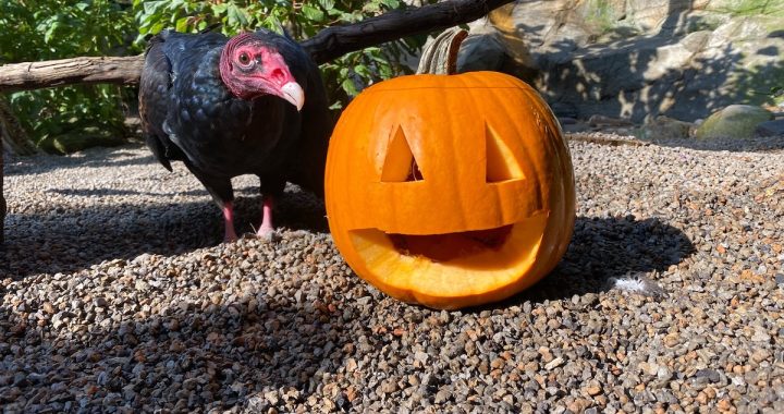 Philadelphia Halloween 2026: Haunted Bars, Ghost Chocolates and a Zoo Full of Pumpkins