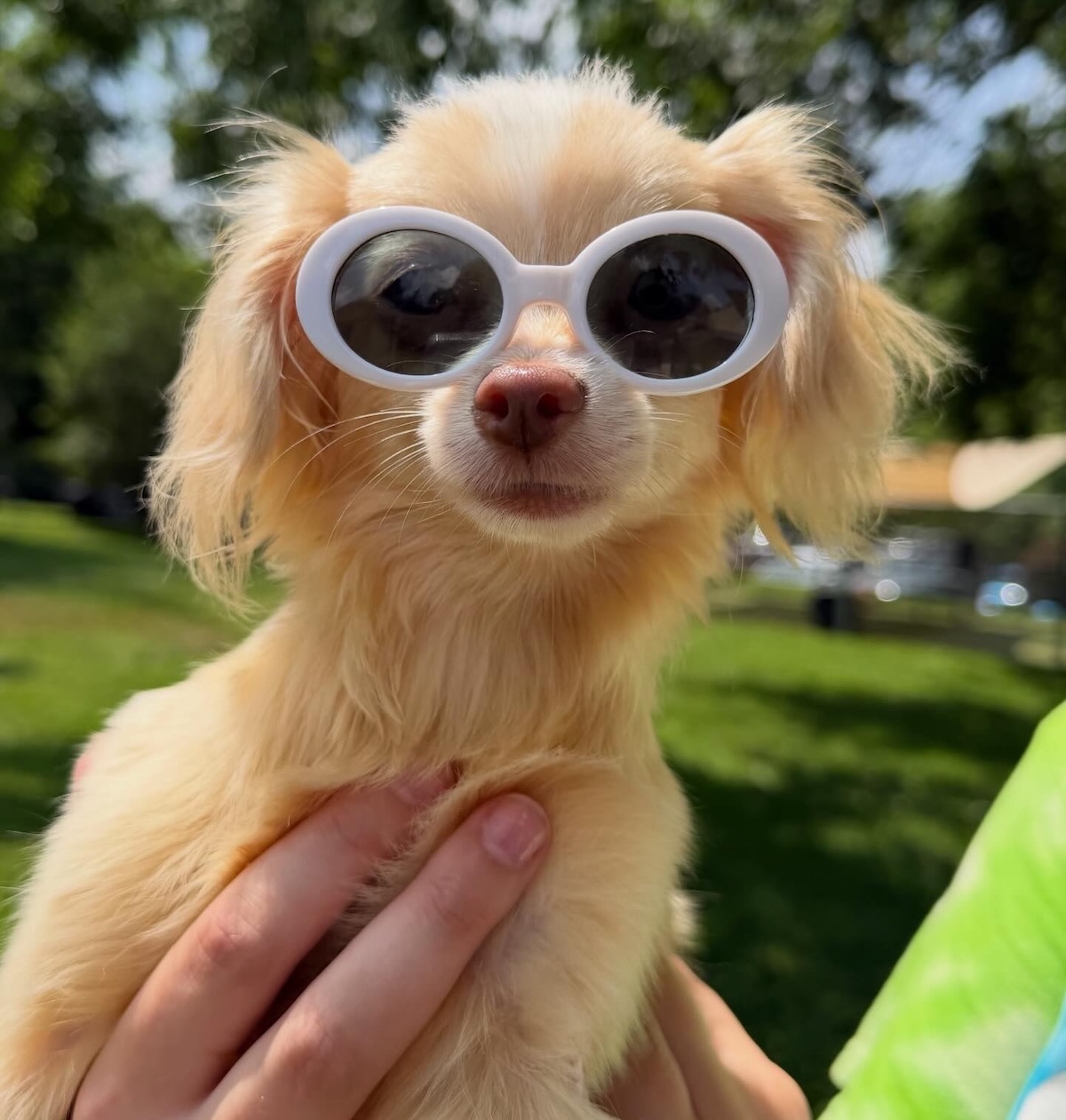 Porsche, Puppies & Prosecco Brings Cars, Dogs and a Chanel Raffle to Bryn Mawr 3 Porsche Puppies & Prosecco