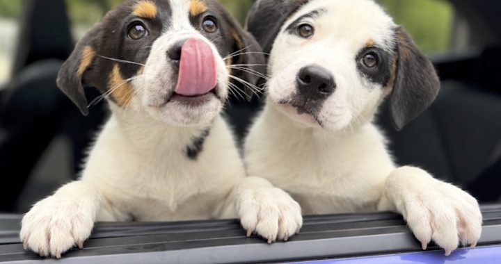Porsche, Puppies & Prosecco Brings Cars, Dogs and a Chanel Raffle to Bryn Mawr